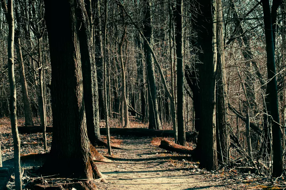 Michigan Woods