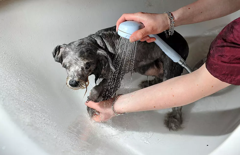 Michigan Man Has Perfect Answer For How to Cut Your Dogs’ Nails