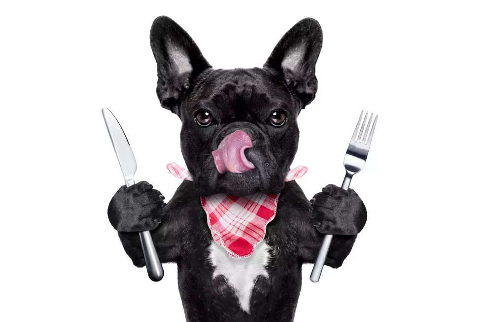 hungry dog