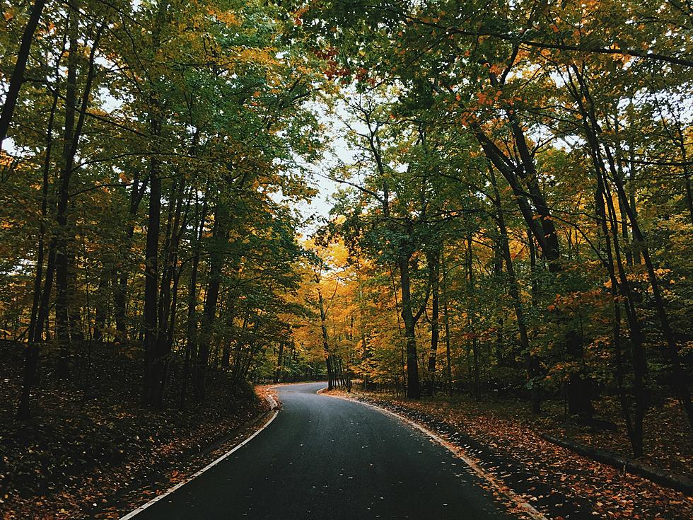America’s Most Scenic Roadways: Tunnel Of Trees Takes Center Stage in National Vote