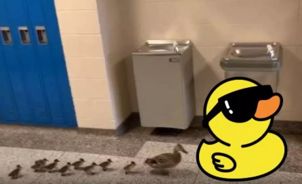 Are Ducks Actually Going to School in Saugatuck?
