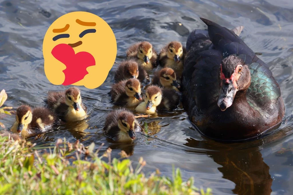 Local Heroes: Schools And Police Protect Mother Duck And Duckling