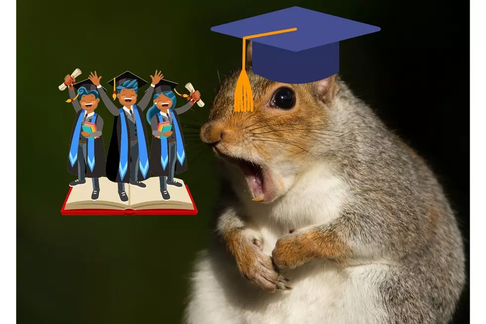 Hope College Seems to be a Full House of Squirrels!
