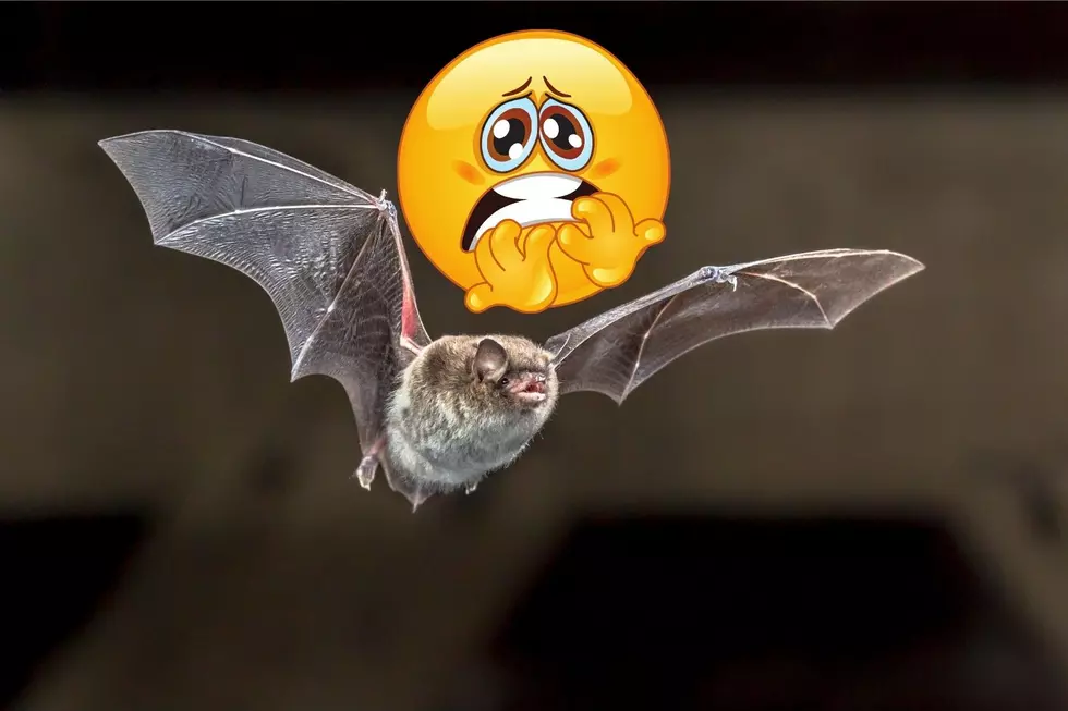Beware! Rabid Bats May be Flying in Kent County