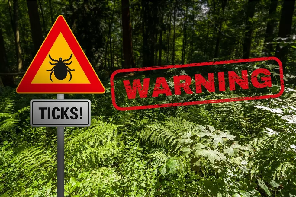 Warning! Ticks Are Everywhere and We&#8217;re Being Invaded!