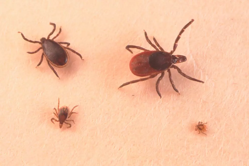 Danger! Ticks Seem to Be Everywhere in Michigan!