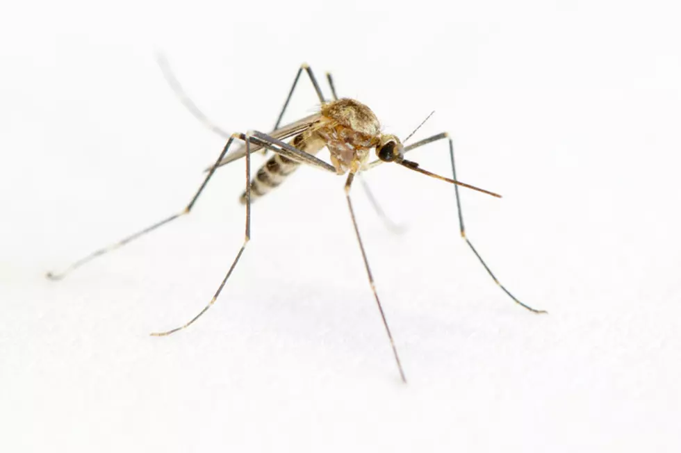 Mosquito on White