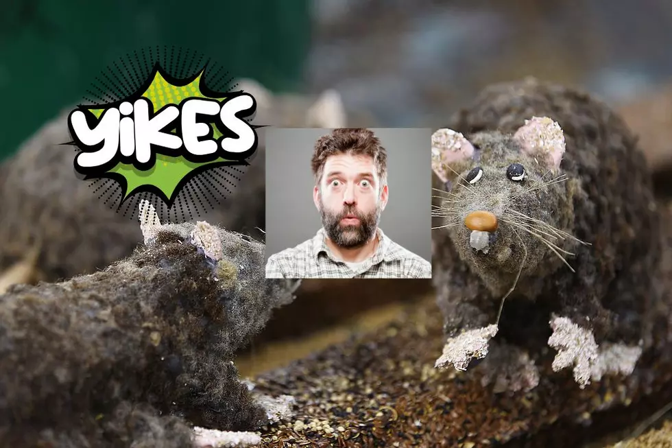 Which Michigan Cities Considered the Rattiest Cities in America?