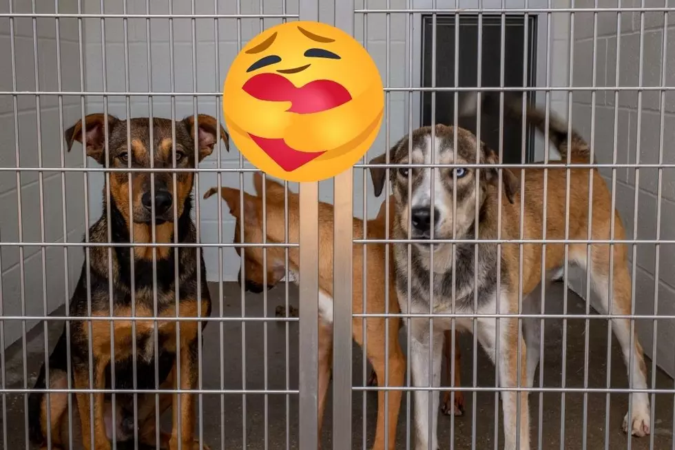 Helpless Pets Need a Loving Home! Can You Help Them?
