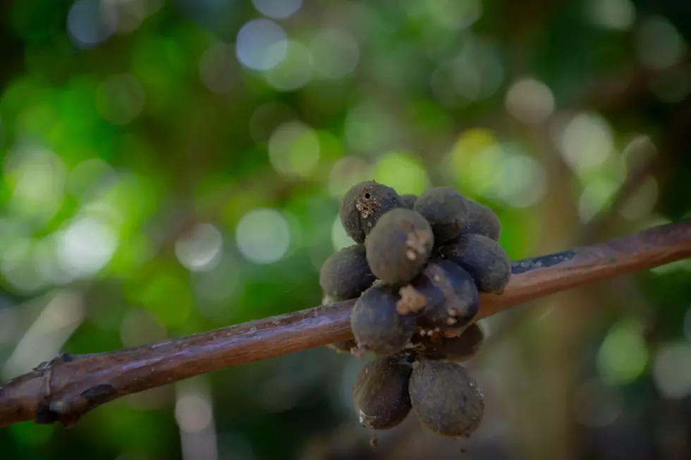 Indian Coffee Growers Forced To Adapt To Climate Change