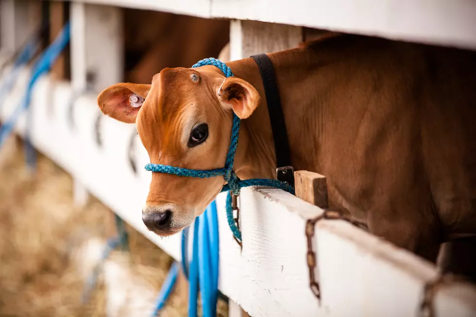 Calf sticking head through fence