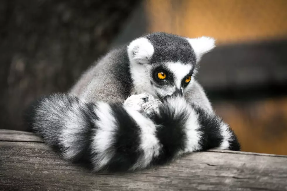 Michigan’s Rules For Owning Exotic Pets May Surprise You