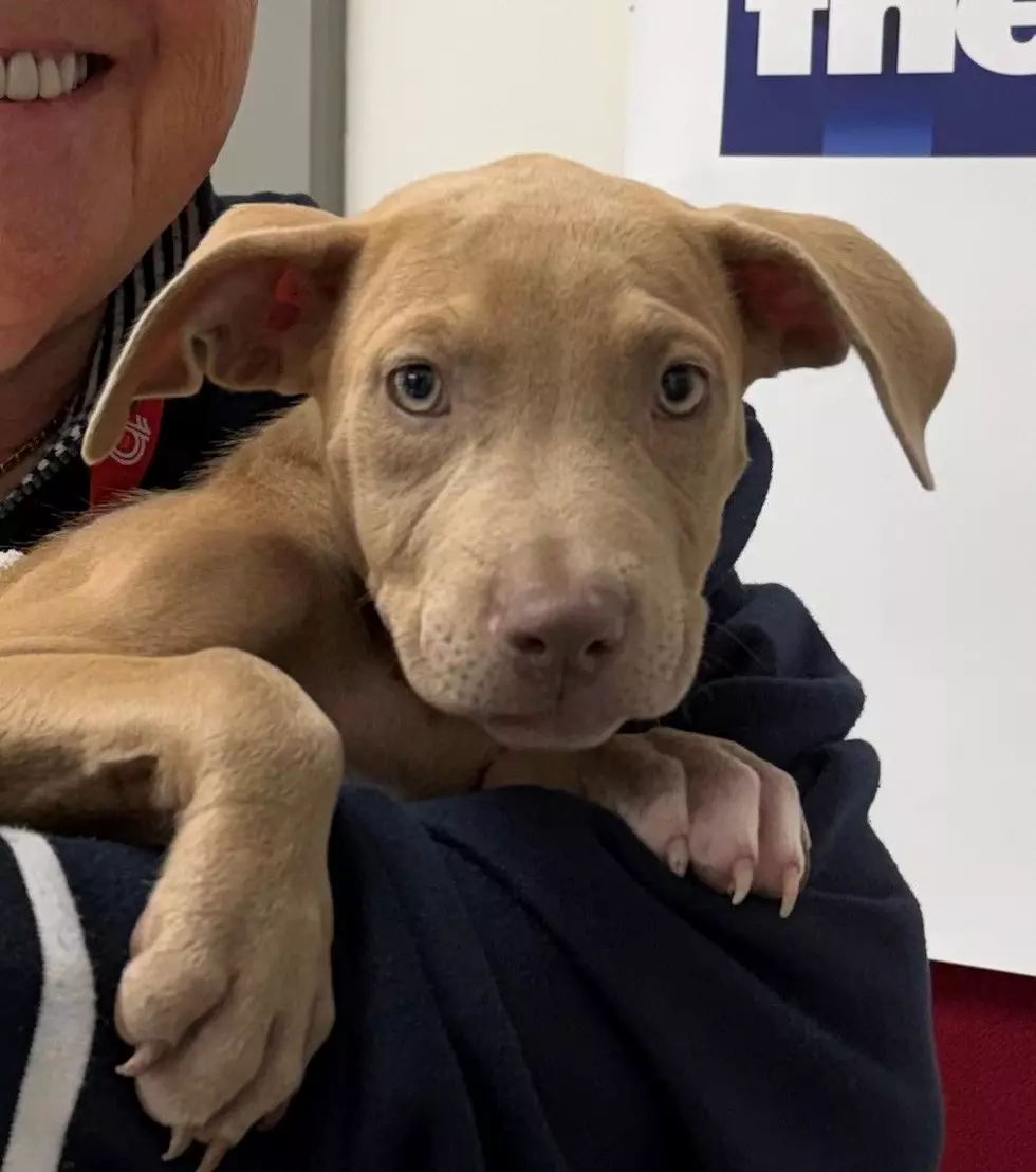 Cutest Puppy Needs Lots of Love and a Good Home