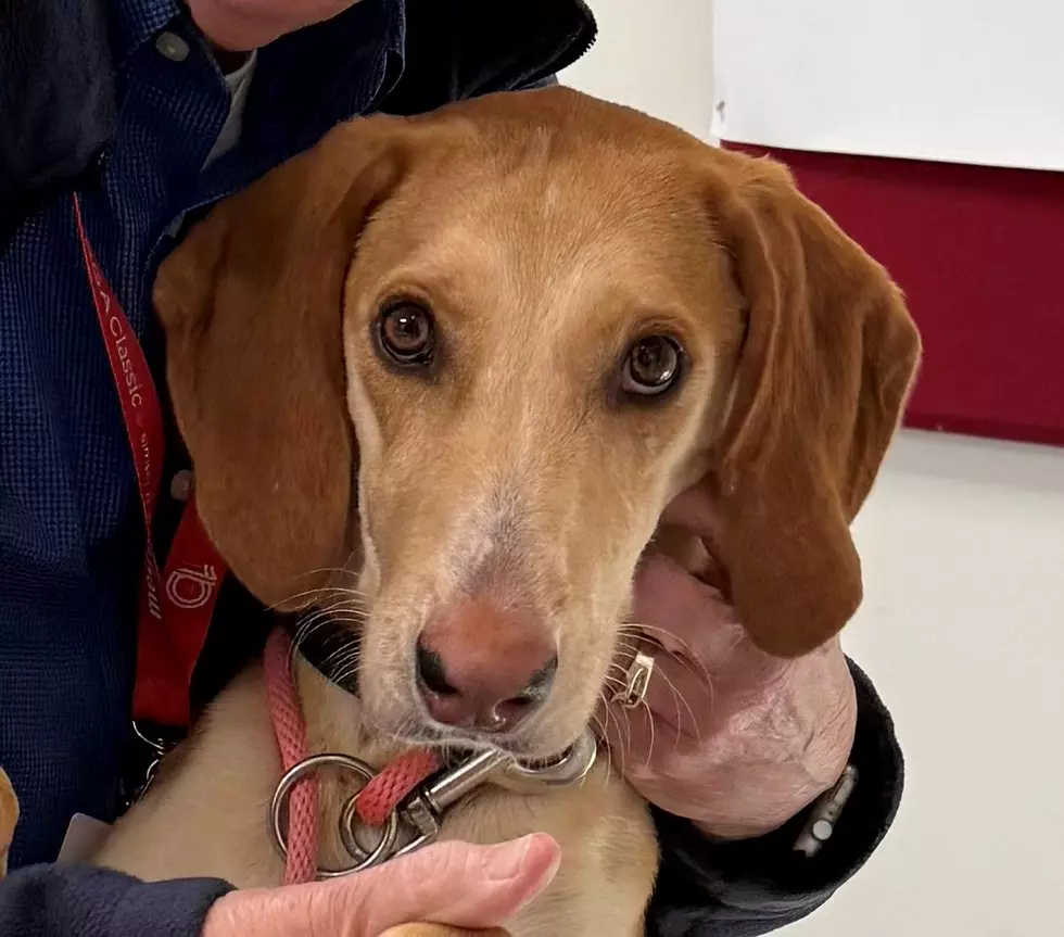Adorably Sweet “Henley” Is Longing For a Loving Home!