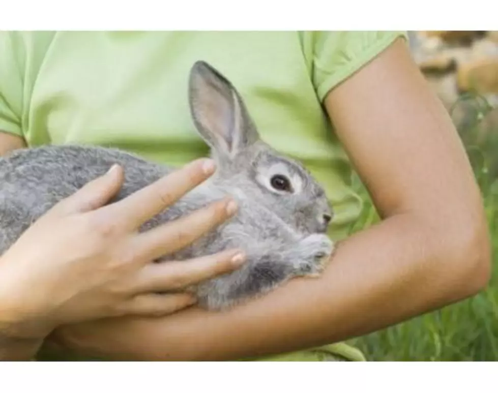 Rabbit Clinic Prepares 4-H Members [Video]