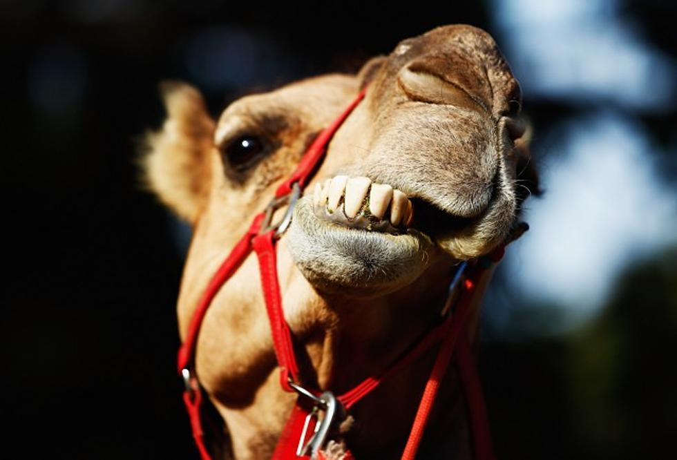 Still Love The Hump Day Camel Commercial [Videos]