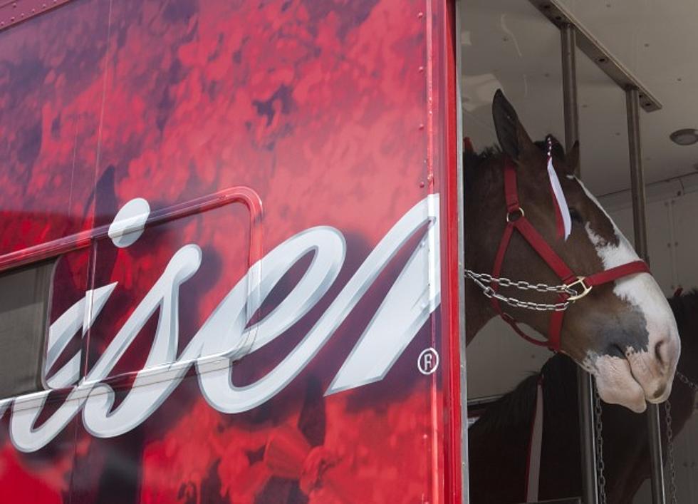 Budweiser Clydesdales Help Make a Donkey’s Dream Come True [Video]