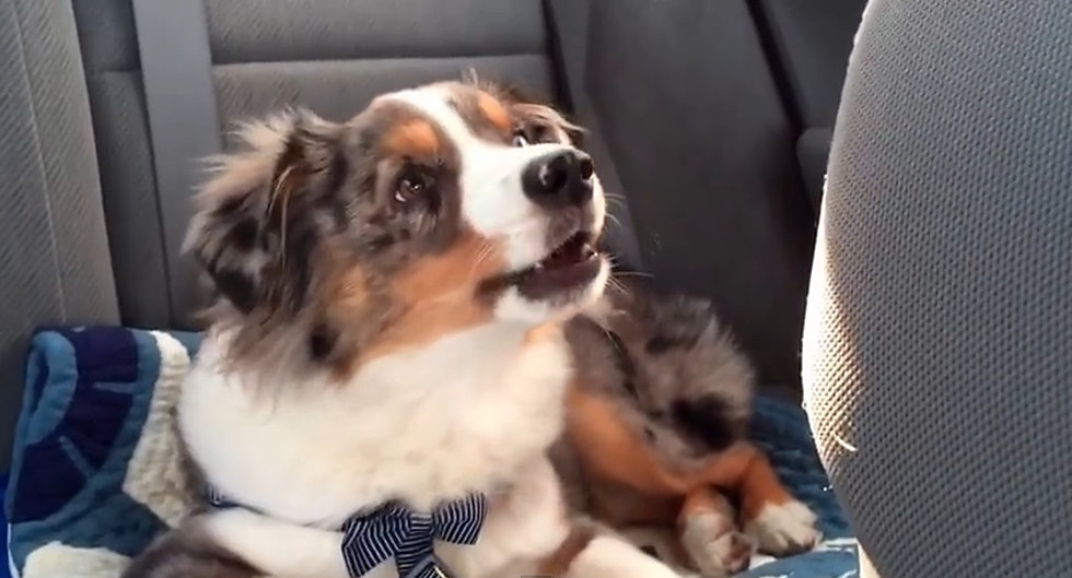 Cute Dog Sings Along To Frozen’s “Let It Go” [Video]