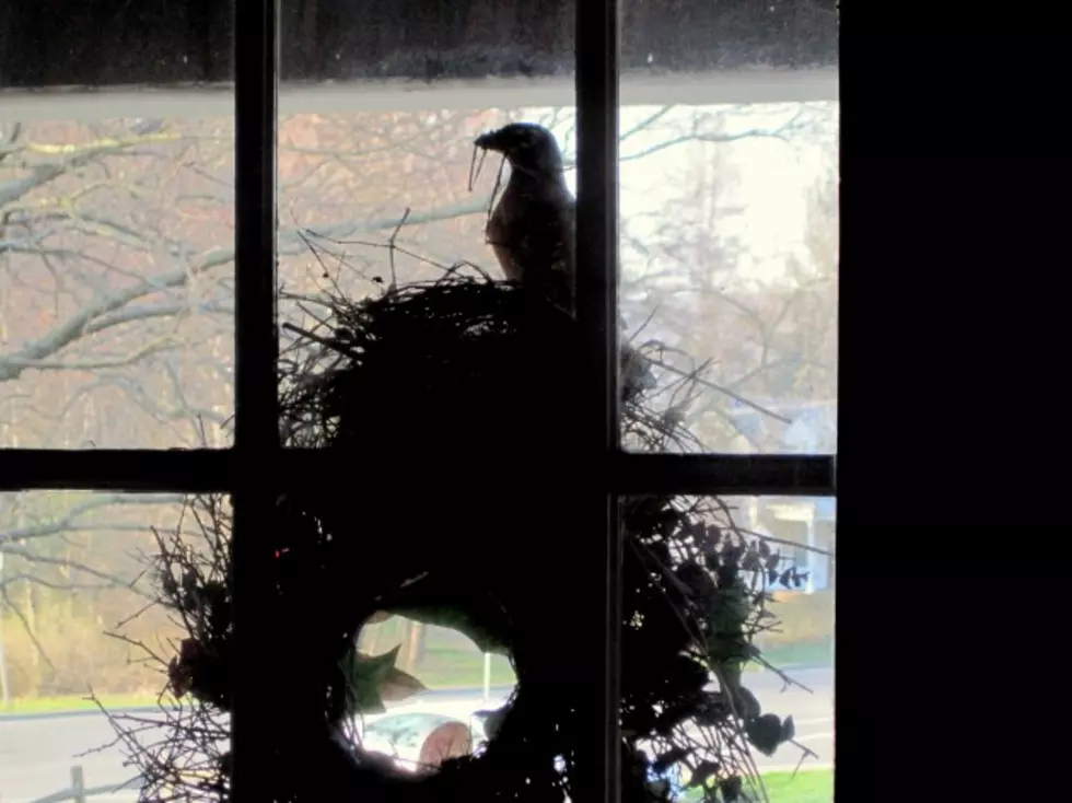 A Robin Takes Liberties With My Wreath And More