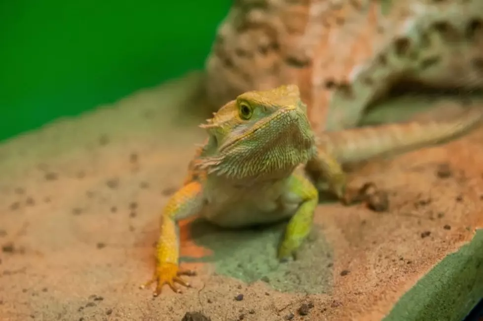 Is A Pet Lizard Right For Your Family?