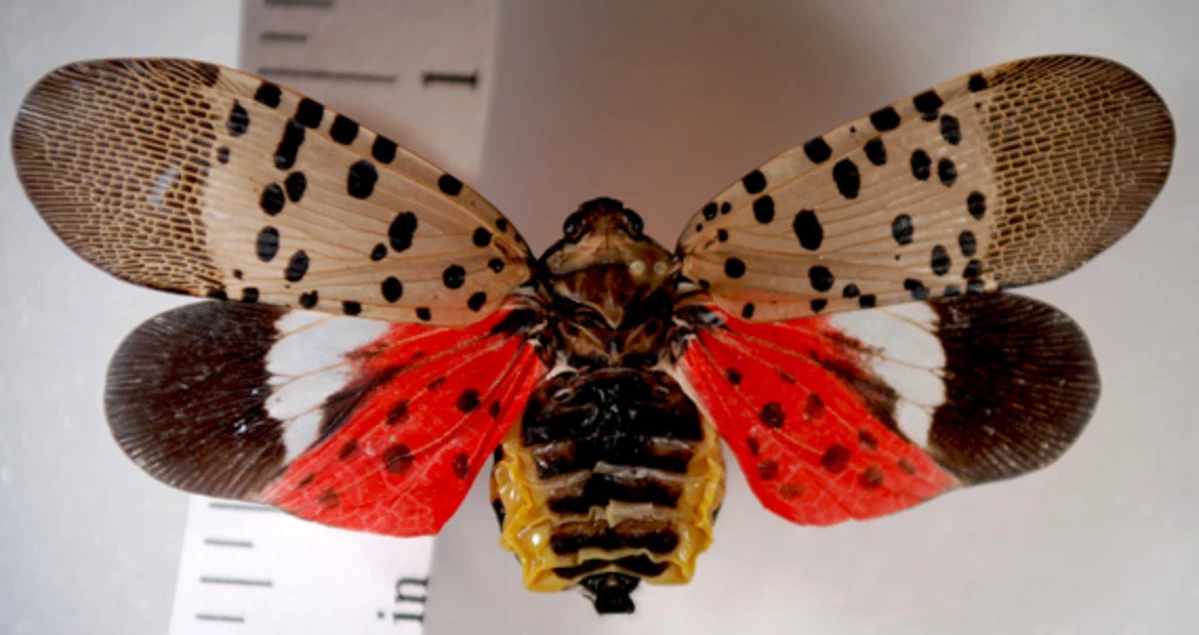 Invasive Spotted Lanternfly Discovered In New York State