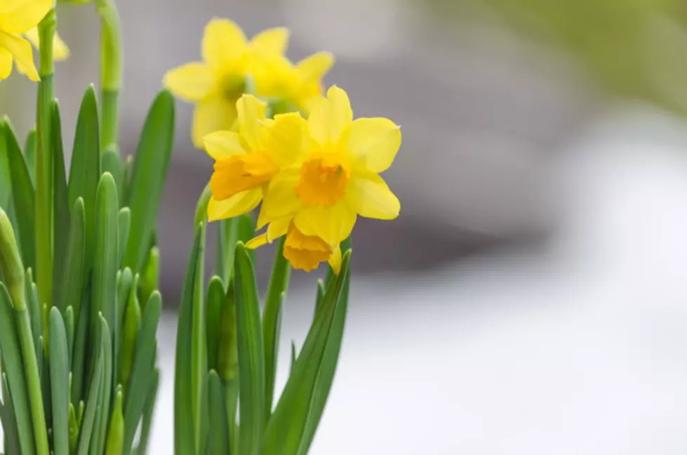 Gates-Cole Selling Daffodils For Chenango County Relay For Life