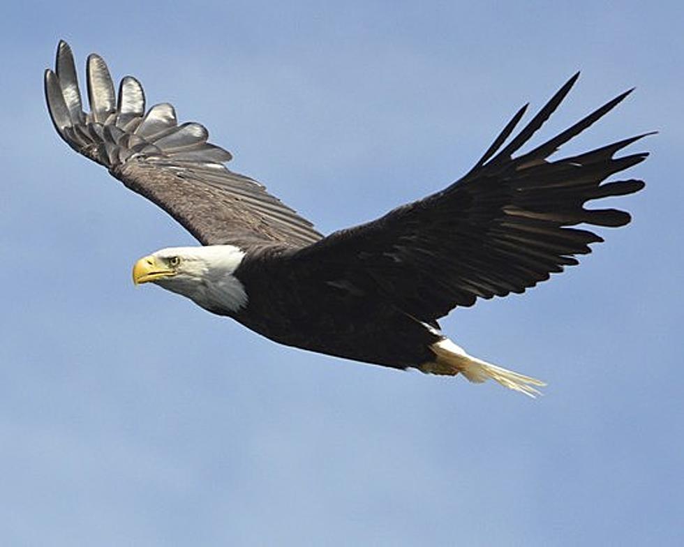 Audubon Eagle Trip Taking Place This Saturday