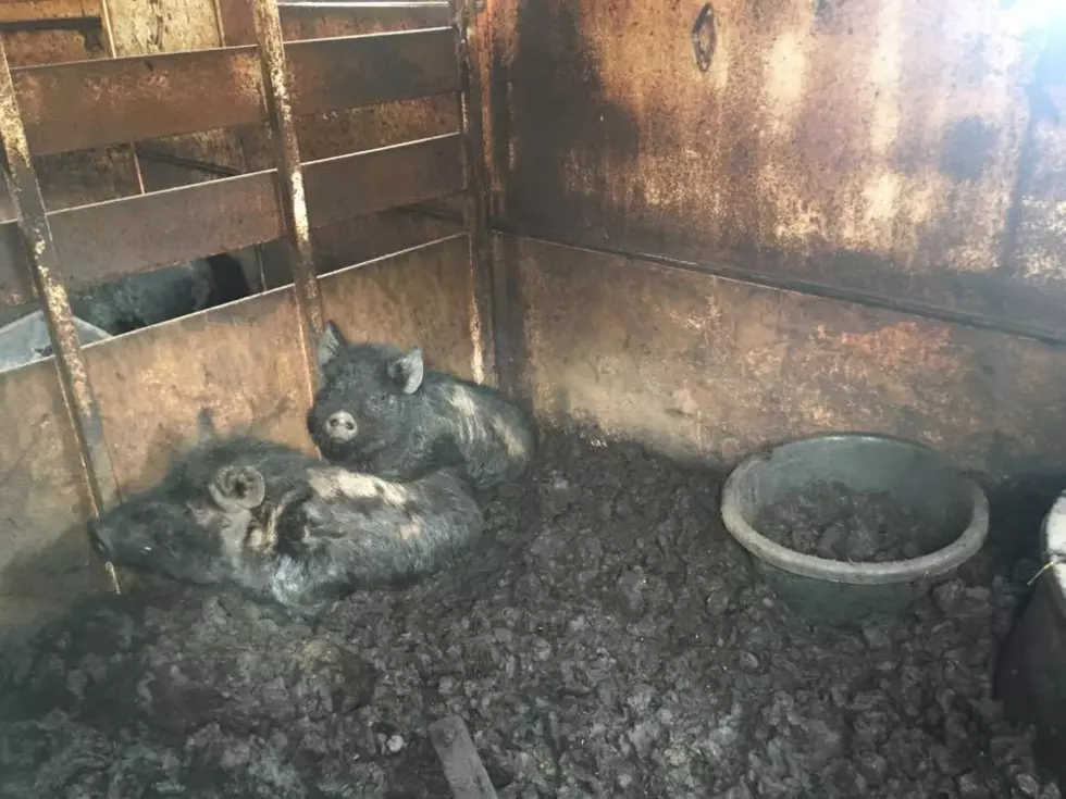 Animals Seized At Garrattsville Home