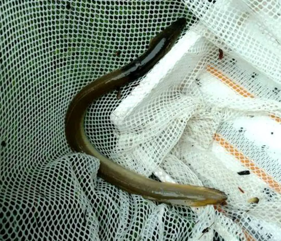 Eels, Mountain Lions, And Cooperhead Snakes In Otsego County!