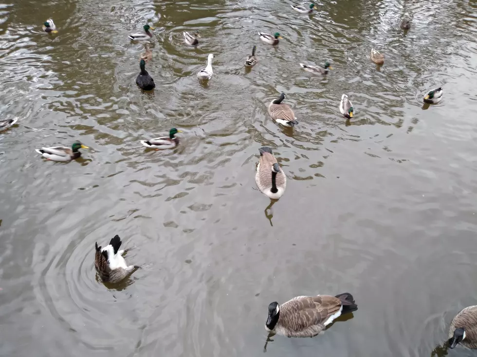Fly Creek Cider Mill Pond (TSM)