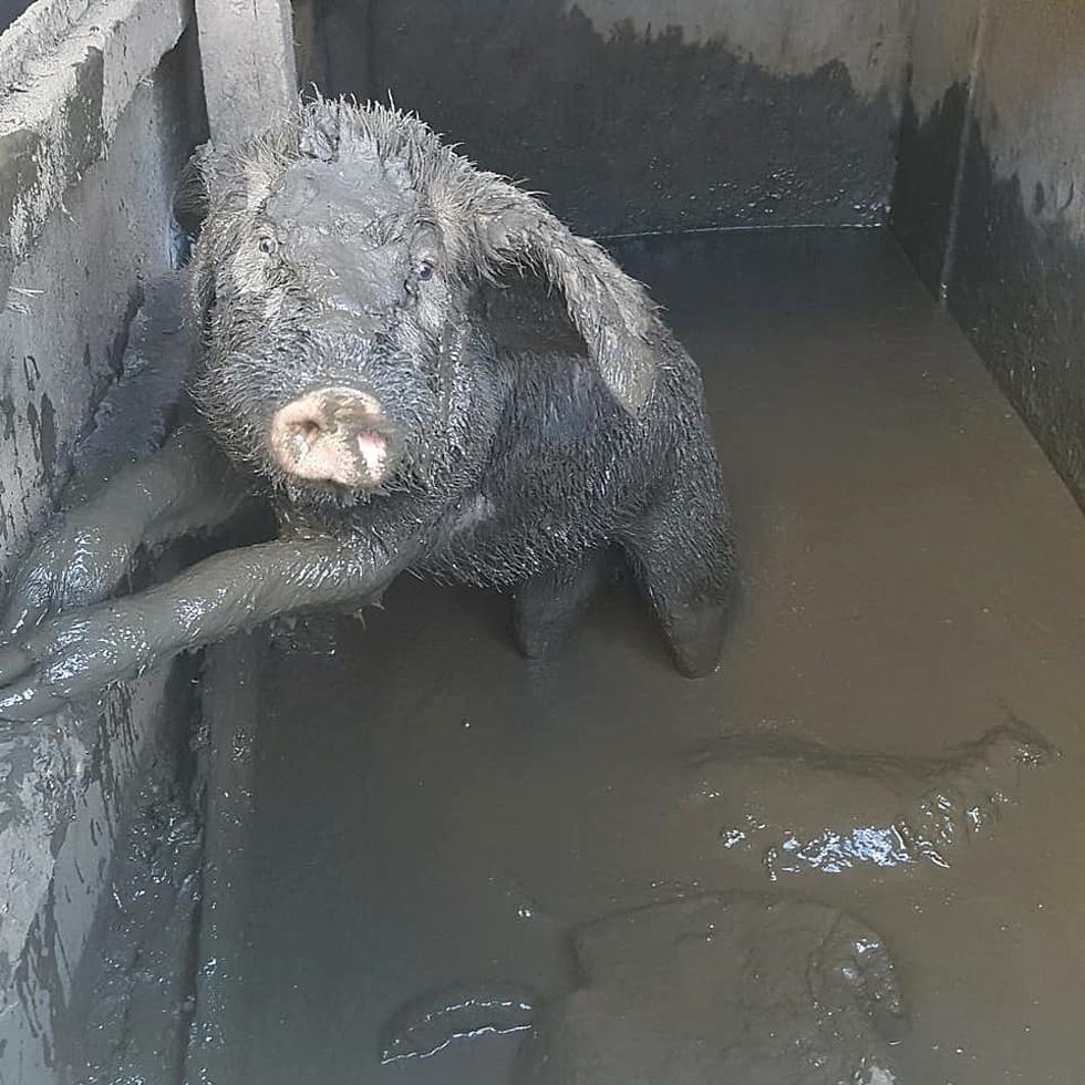Pigs Rescued In Laurens, NY Animal Abuse Case