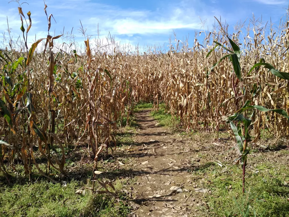 Willy's Farm & Cider Mill (TSM)