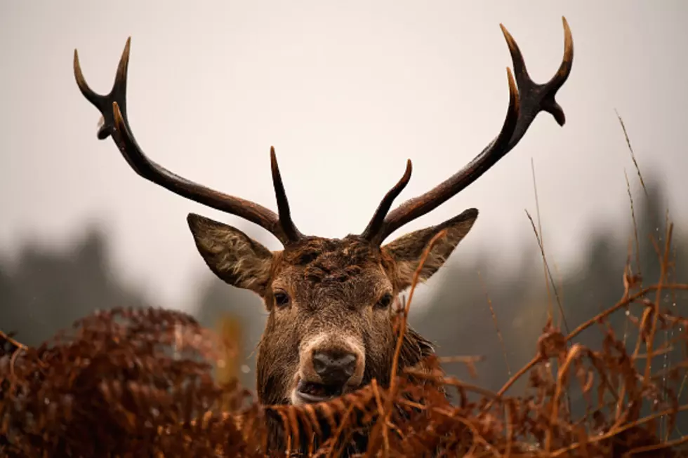 All-Time Favorite Deer Hunting Season Songs