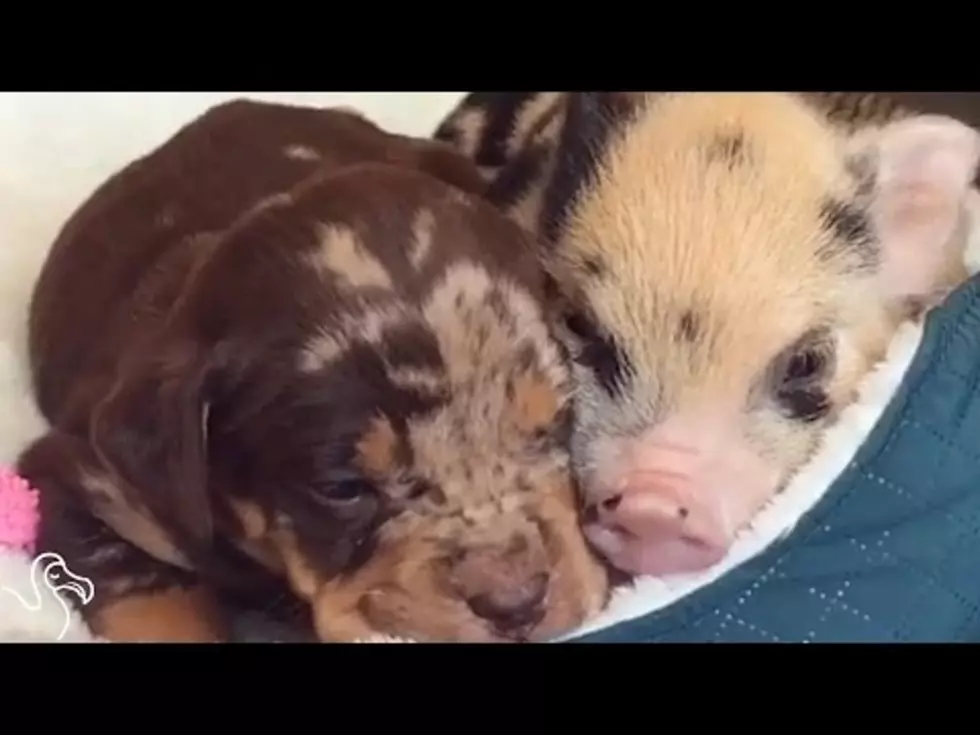 Adorable Little Pig Videos Guaranteed To Make You Go ‘Awwww’