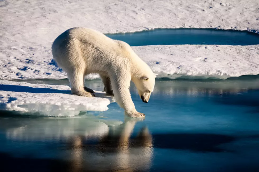 Do You Dare To Take The Polar Bear Plunge?