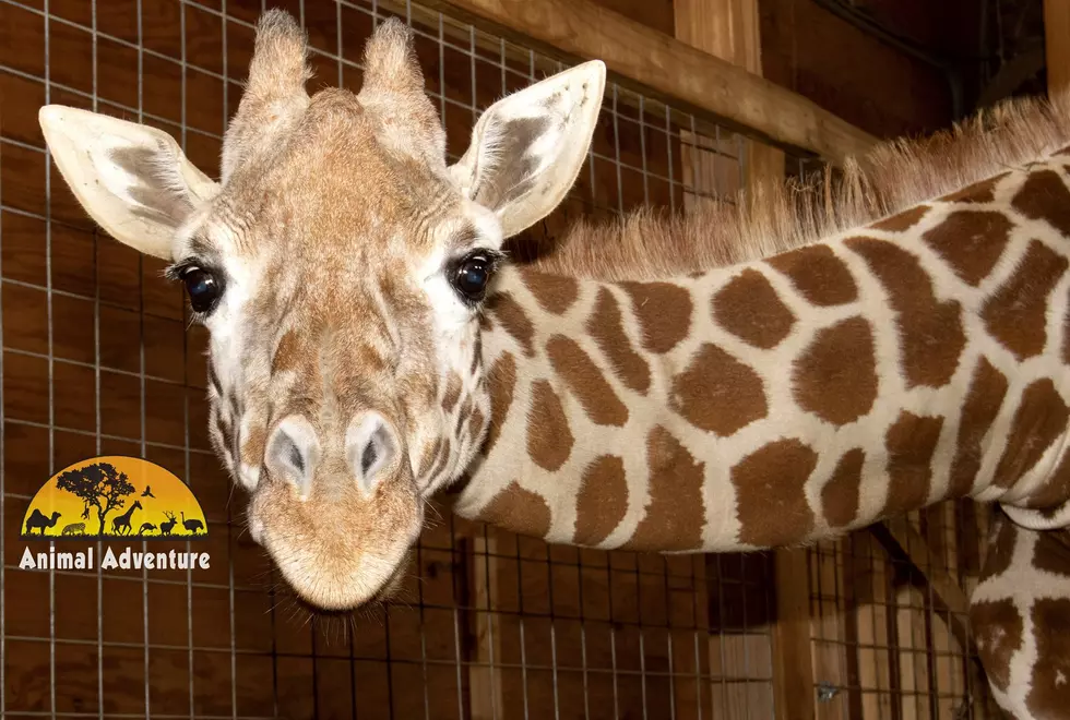 Local Giraffe Ready To Give Birth Soon!