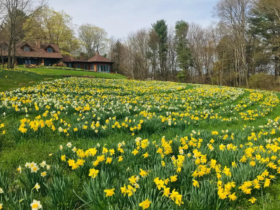 Catskill Hospice Combines Daffodils And Brunch For Fundraiser May 4