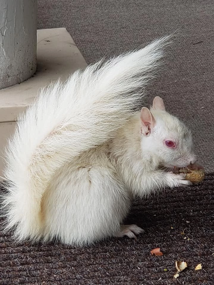 albino squirrel