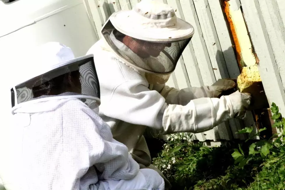 SPCA Tackles Bee Swarm in Shelter Walls