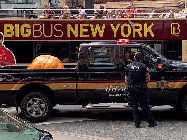 The Giant Delhi Pumpkin Has Landed in NYC