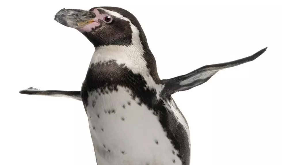 Newquay Zoo Penguins Chasing Bubbles: Best Entertainment Ever!