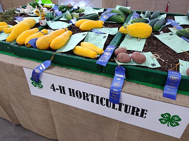 Virtual 4-H Showcase Planned for Otsego and Schoharie County Youth