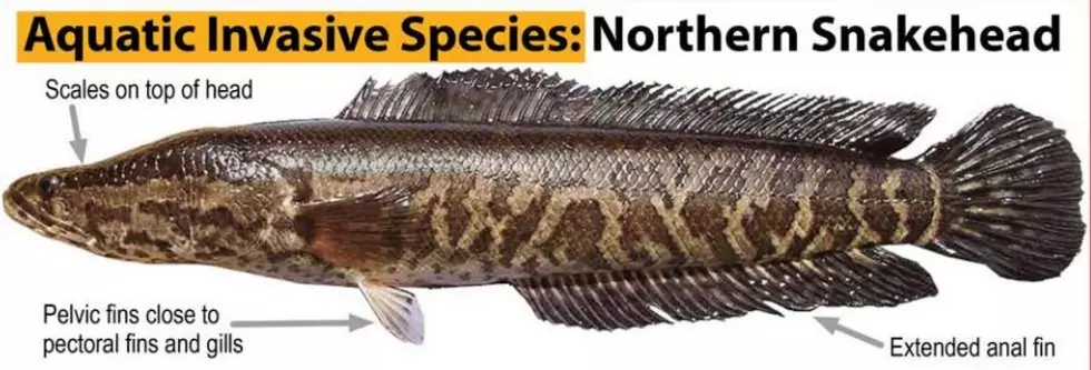 Invasive Northern Snakehead Fish Discovered in Upper Delaware River
