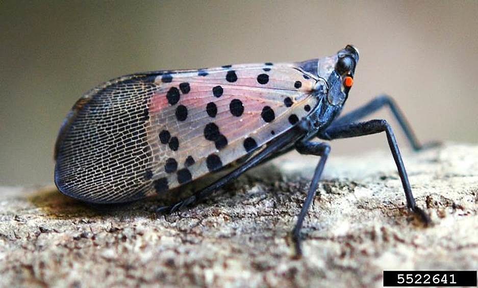 spotted lantern fly poison
