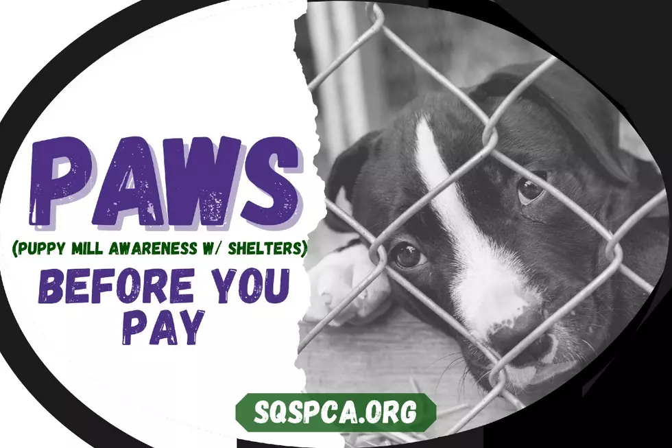 Susquehanna SPCA Says ‘PAWS Before You Pay’ For a Puppy