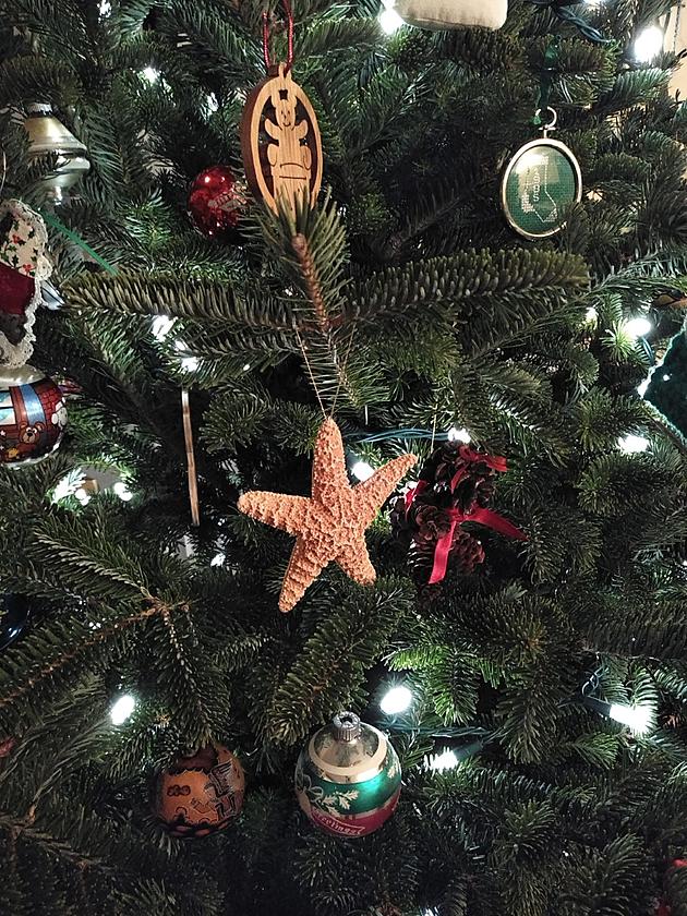 When Do You Take Down Your Christmas Tree? [Poll]