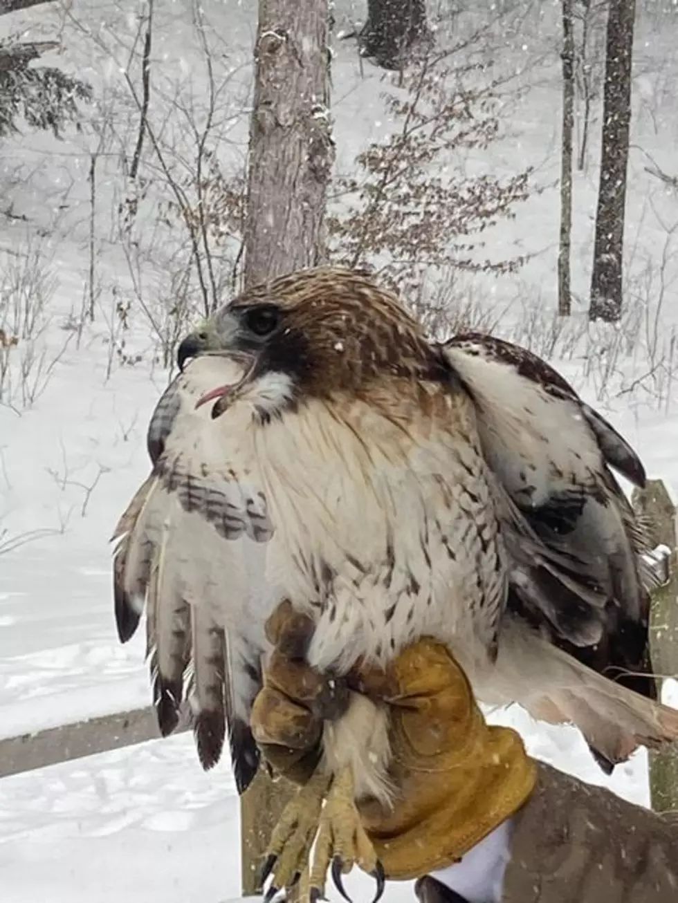 Injured Red Tailed Hawk is Now Healthy And Free
