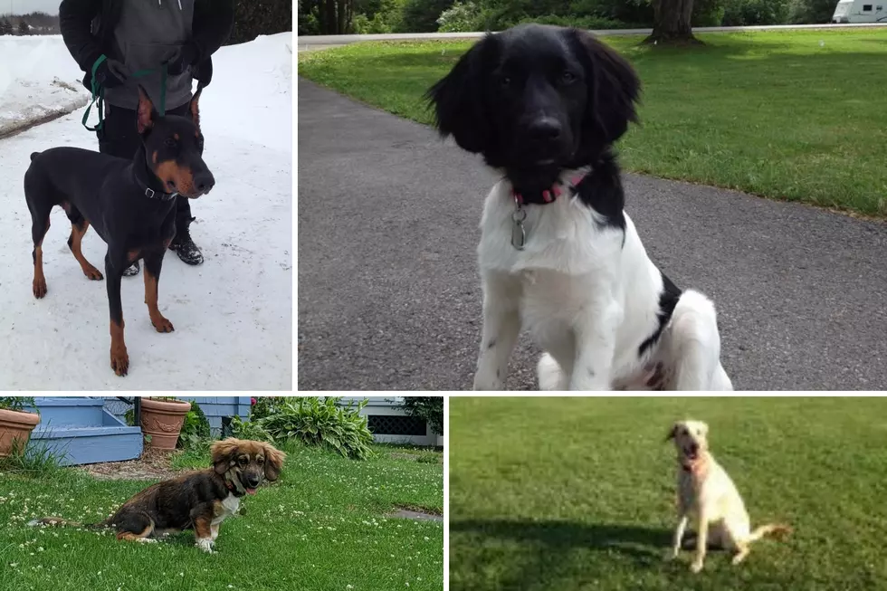 DogWatch of Upstate New York