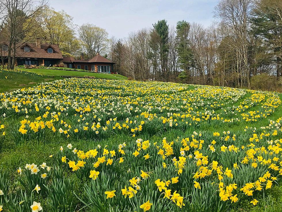 Benefit Helios Care Brunch Features Spectacular Daffodils