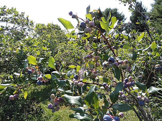 Blueberries Are In Season Now: Best Otsego County U-Pick Farms